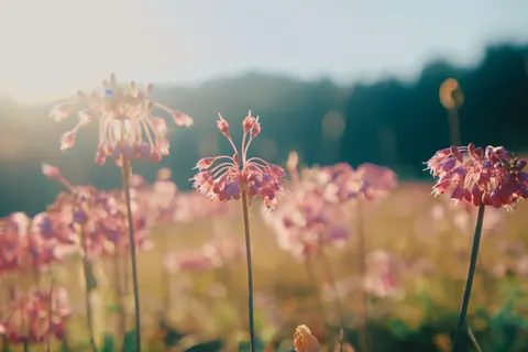 والپیپر چمنزار گل‌های وحشی با کیفیت 4K · nature · 3840×2562