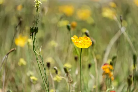 Wildflower Meadow 4K Wallpaper · nature · 3840×2563