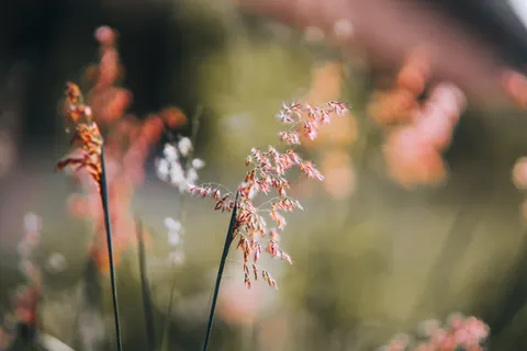 야생화 초원 4K 배경화면 · nature · 3840×2560