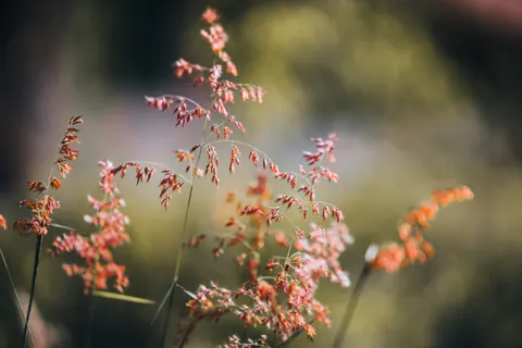 野花草甸 4K桌布 · nature · 3840×2560