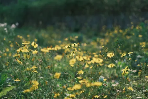 Wildflower Meadow 4K Wallpaper · nature · 3840×2560