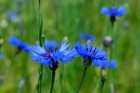 야생화 초원 4K 배경화면 · nature · 3840×2560