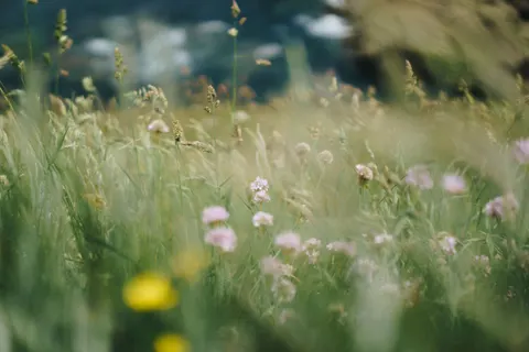 Wildflower Meadow 4K Wallpaper · nature · 3840×2560