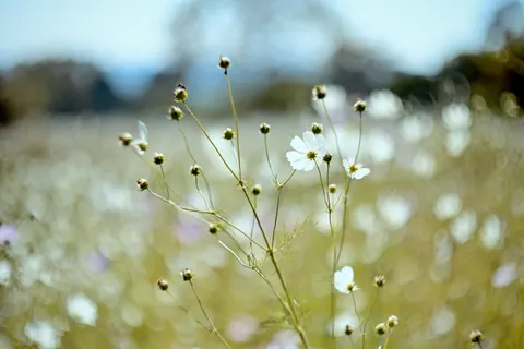 野花草甸 4K桌布 · nature · 3840×2560