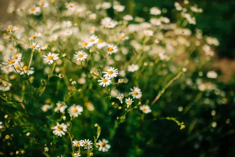 Wildflower Meadow 4K Wallpaper · nature · 3840×2560