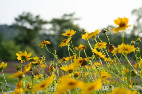 Wildflower Meadow 4K Wallpaper · nature · 3840×2560