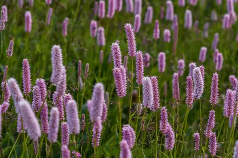 Wildflower Meadow 4K Wallpaper · nature · 3840×2561