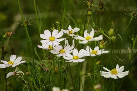 Wildflower Meadow 4K Wallpaper · nature · 3840×2560