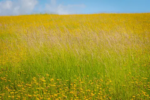 Kır Çiçeği Çayırı 4K Duvar Kağıdı · nature · 3840×2563