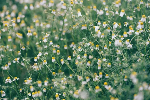 Fond d'écran Prairie de fleurs sauvages 4K · nature · 3840×2560