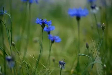 Wildflower Meadow 4K Wallpaper · nature · 3840×2560