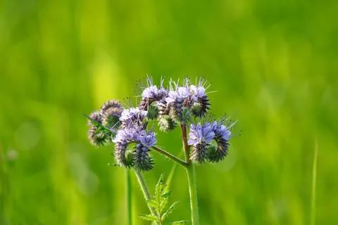 Papel de parede Prado de flores silvestres 4K · nature · 3840×2560