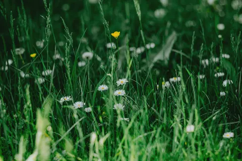 Wildflower Meadow 4K Wallpaper · nature · 3840×2560