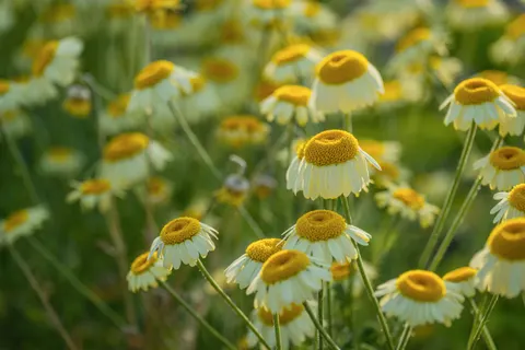 야생화 초원 4K 배경화면 · nature · 3840×2560