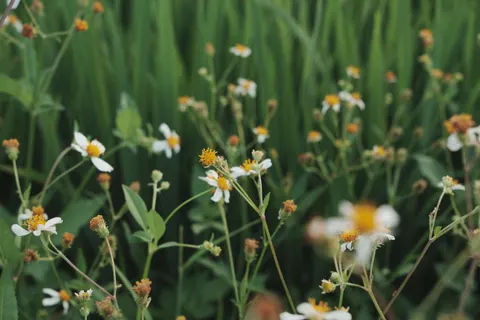 Wildflower Meadow 4K Wallpaper · nature · 3840×2560