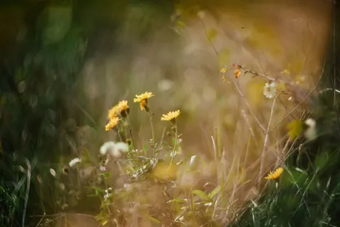 Wildflower Meadow 4K Wallpaper · nature · 3840×2560