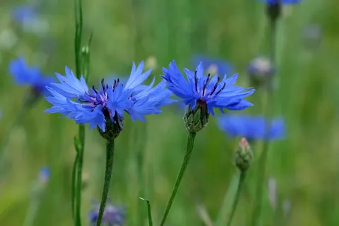 野花草甸 4K壁纸 · nature · 3840×2560