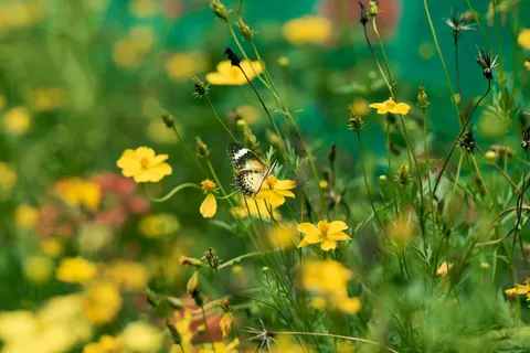 Wildflower Meadow 4K Wallpaper · nature · 3840×2560