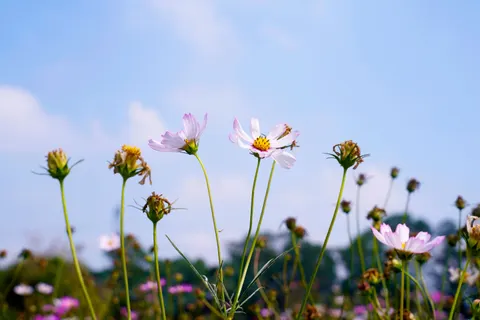 Wilde bloemenweide 4K-achtergrond · nature · 3840×2560