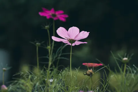 Fond d'écran Prairie de fleurs sauvages 4K · nature · 3840×2560