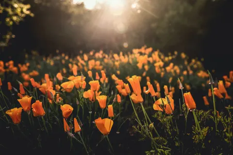 Wildflower Meadow 4K Wallpaper · nature · 3840×2560