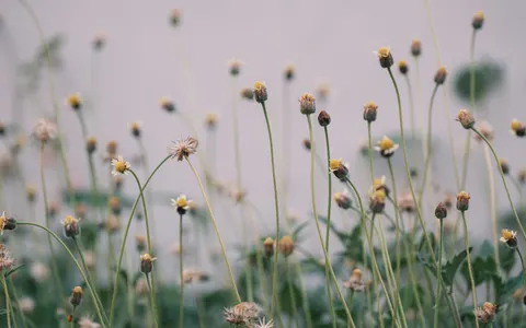 Wildflower Meadow 4K Wallpaper · nature · 3840×2400