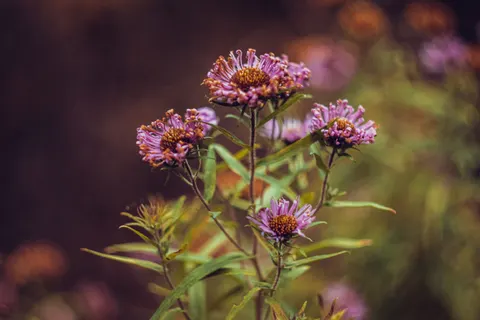 Wildflower Meadow 4K Wallpaper · nature · 3840×2560