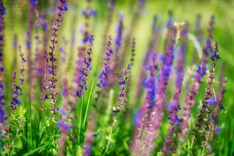 Wildflower Meadow 4K Wallpaper · nature · 3840×2563