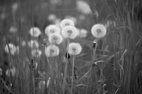 Wildflower Meadow 4K Wallpaper · nature · 3840×2560