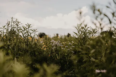 Wildflower Meadow 4K Wallpaper · nature · 3840×2560