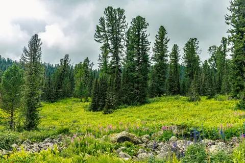 Wildflower Meadow 4K Wallpaper · nature · 3840×2560