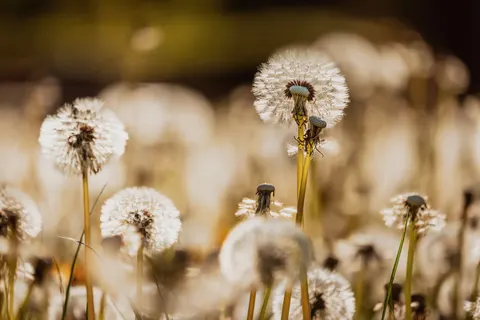 Wildflower Meadow 4K Wallpaper · nature · 3840×2560