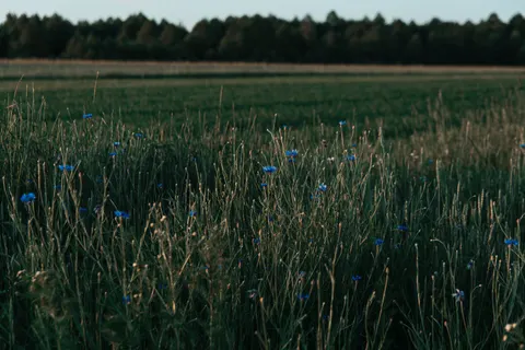 Wildflower Meadow 4K Wallpaper · nature · 3840×2560