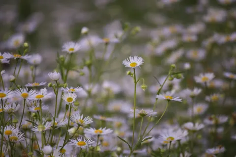 Wildflower Meadow 4K Wallpaper · nature · 3840×2560