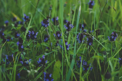 Wildflower Meadow 4K Wallpaper · nature · 3840×2553