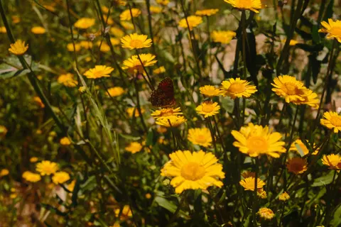 Wildflower Meadow 4K Wallpaper · nature · 3840×2560