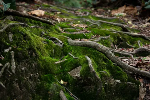 森林溪流 4K桌布 · nature · 3840×2560