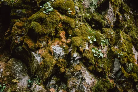 Forest Stream 4K Wallpaper · nature · 3840×2560