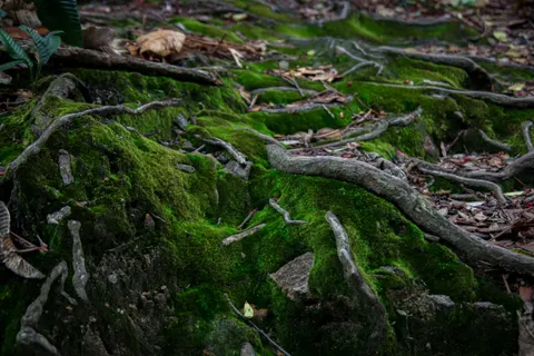 Forest Stream 4K Wallpaper · nature · 3840×2560