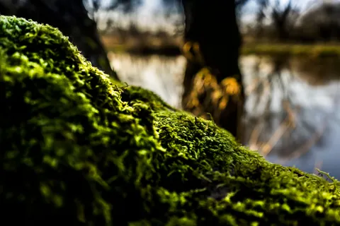 Forest Stream 4K Wallpaper · nature · 3840×2560