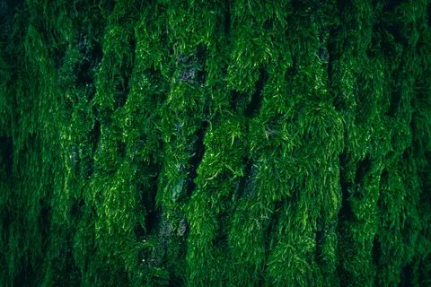 Forest Stream 4K Wallpaper · nature · 3840×2560