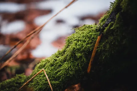والپیپر جویبار جنگلی با کیفیت 4K · nature · 3840×2560