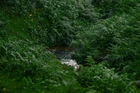 Forest Stream 4K Wallpaper · nature · 3840×2563
