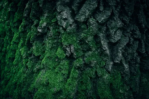 Forest Stream 4K Wallpaper · nature · 3840×2560