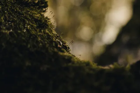 Forest Stream 4K Wallpaper · nature · 3840×2560