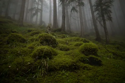 Forest Stream 4K Wallpaper · nature · 3840×2553