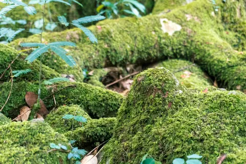 Forest Stream 4K Wallpaper · nature · 3840×2560