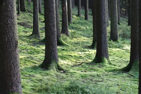 Forest Stream 4K Wallpaper · nature · 3840×2560
