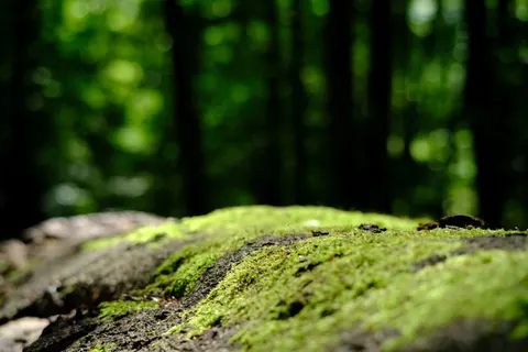 Forest Stream 4K Wallpaper · nature · 3840×2560