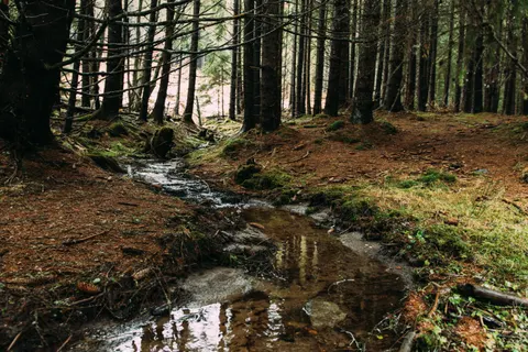 Forest Stream 4K Wallpaper · nature · 3840×2560